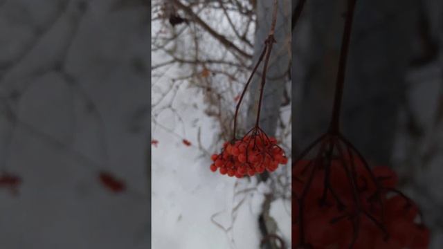 Калина зимой. смотреть онлайн