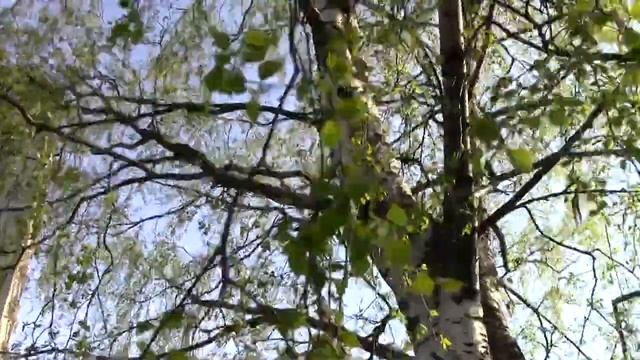 Canon Legria HFR46 walk test video Riga Latvia смотреть онлайн