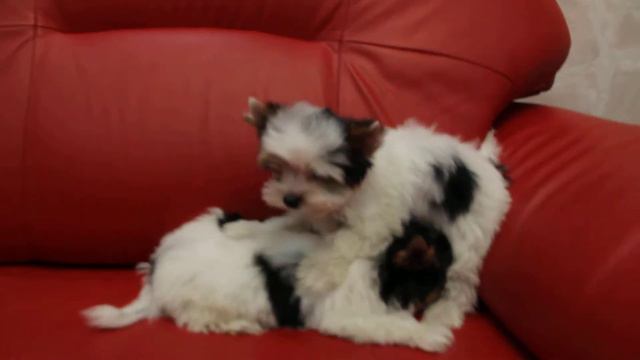 MVI 7616 смотреть онлайн