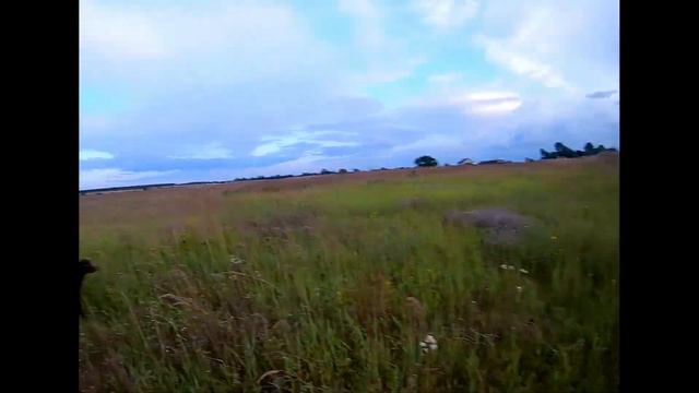 Курцхаар Вальд, куропатка