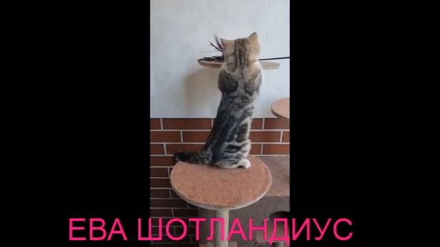 Кошка скоттиш-фолд-страйт ЕВА ШОТЛАНДИУС смотреть онлайн