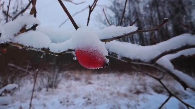 2022/12/09: В поисках лосей. Куст шиповника в зимнем зареченском лесу пасмурным вечером 9 декабря. смотреть онлайн