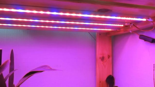 Фито лента в сборе/ Как отреагировали орхидеи? смотреть онлайн