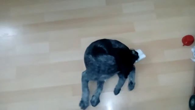 Щенок с биркой)))) смотреть онлайн