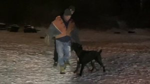 Кане корсо на дрессировке по защите.