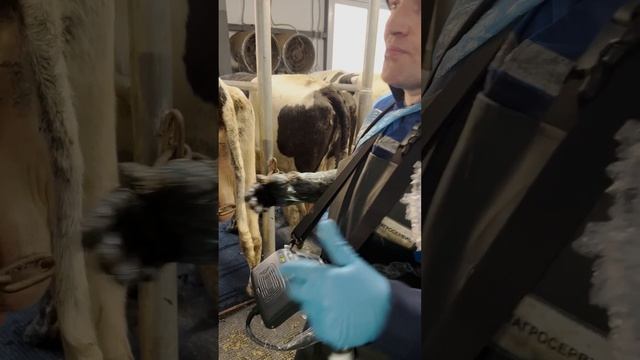 Определение кисты у коров с помощью УЗИ-сканера смотреть онлайн