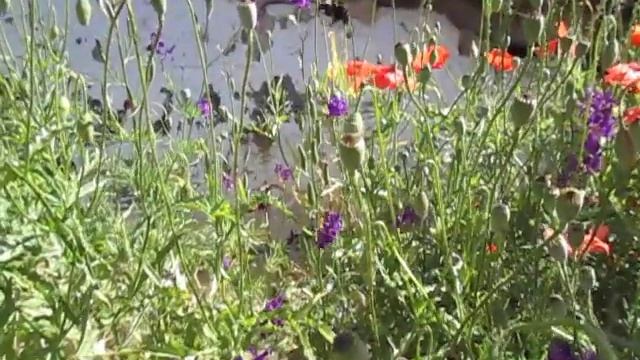 Шмель, биг-пчела и обычные пчёлки-трудяги. смотреть онлайн