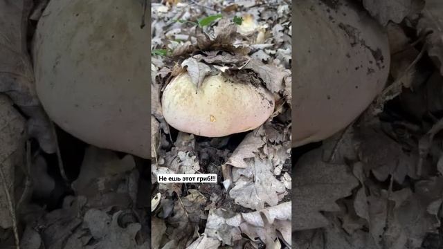 Ядовитый гриб! Боровик ле Галь Rubroboletus legaliae Boletus legaliae Боровик законный. Грибы Крыма смотреть онлайн