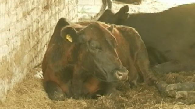 Готовы ли рязанские фермеры к введению нового техрегламента на мясо? смотреть онлайн