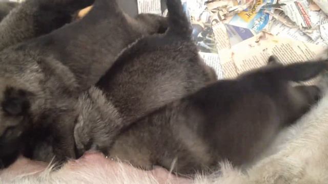 Svansångens gråhundsvalpar vid betesbaren смотреть онлайн
