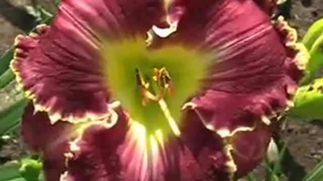 Лилейник daylily SPACECOAST PLENTIFUL BOUNTY смотреть онлайн
