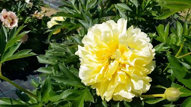 Пионовый рай Зиедони Латвия смотреть онлайн