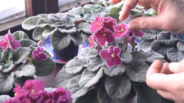 Какие цветы можно выращивать дома. Мои цветы и комнатные растения. ‼️ИТОГИ КОНКУРСА смотреть онлайн