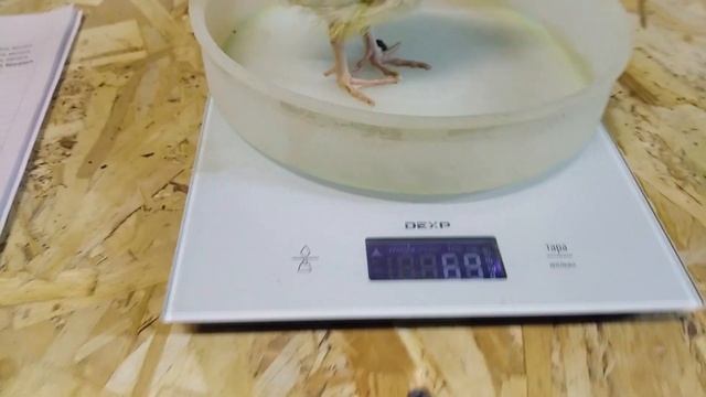 СКОЛЬКО СЪЕЛИ ПЕРЕПЕЛА ЗА 10 ДНЕЙ КАК ОНИ ВЫГЛЯДЯТ ЛИЧНЫЙ ОПЫТ смотреть онлайн