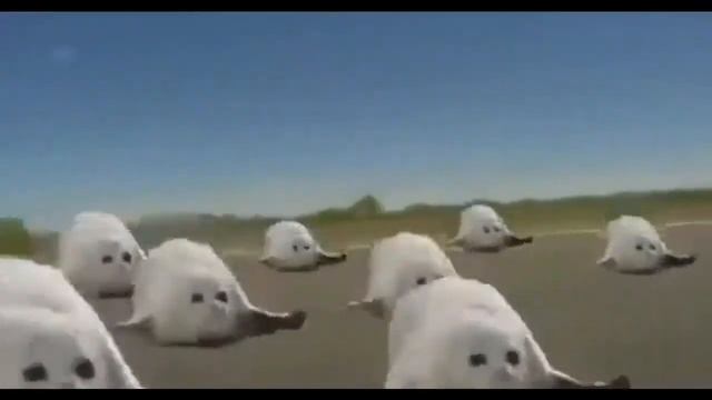 Тюлени флексят топ тюлени