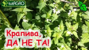 ИДЕАЛЬНЫЙ КОМПОНЕНТ ПОПУЛЯРНОГО УДОБРЕНИЯ! Все думали, что это КРАПИВА, а на самом деле это...