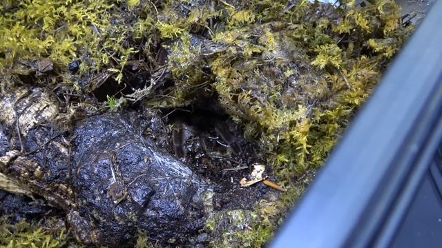 Chilobrachys sp kaeng krachan, Giant Dark Earth Tiger egg sac pulling смотреть онлайн