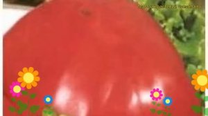 Томат обыкновенный Канары. Краткий обзор, описание характеристик, где купить семена