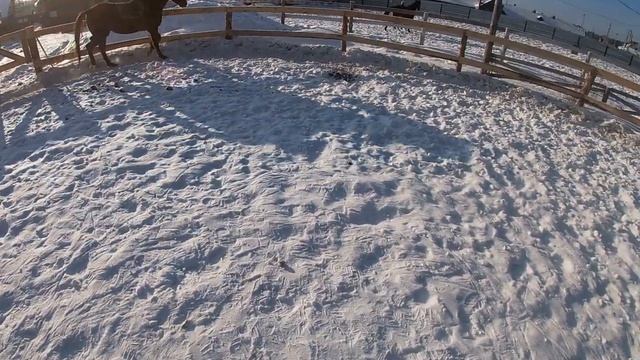 Красавчик рысь пессоа смотреть онлайн