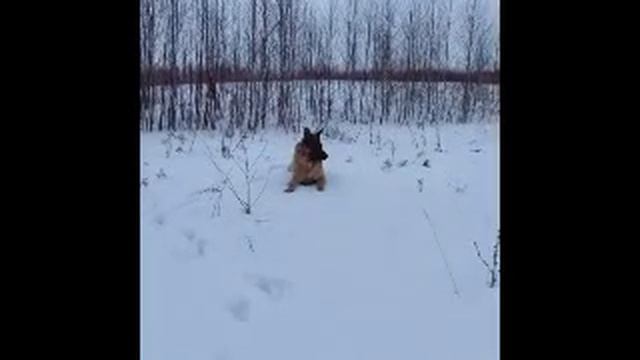 Пес почувствовал, что его в лапу что-то кольнуло, ноги стали ватными, и он упал на землю. смотреть онлайн