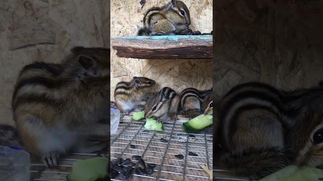 Ручные бурундуки, домашние бурундуки смотреть онлайн