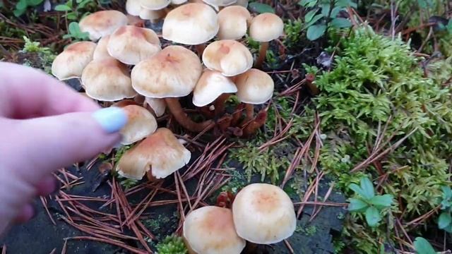 Набрала поганок и довольная/опята/ложные грибы/гриб поганка смотреть онлайн