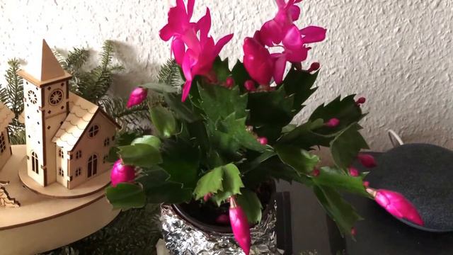 Weihnachtskaktus Schlumbergera neben Google Home Mini Advent 2018 смотреть онлайн