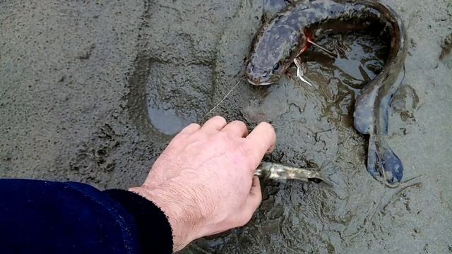 Закидушки на ночь, проверка. смотреть онлайн