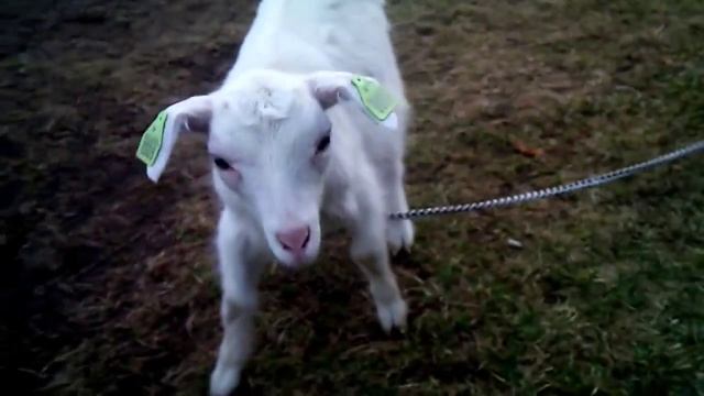 Породы домашних коз. Зааненская коза смотреть онлайн