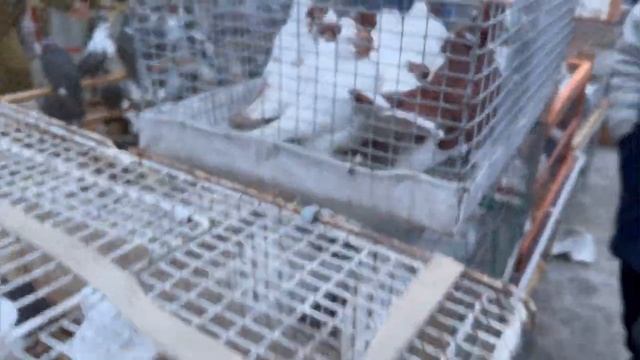 Ярмарка голубей Москва! #pigeons #садовод #ярмарка #голуби #göyərçin смотреть онлайн