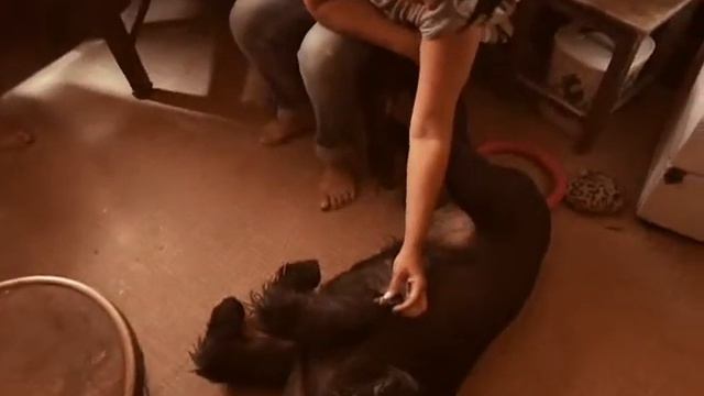Экие нежности или ризен Джей в гостях у Елены Типикиной. смотреть онлайн