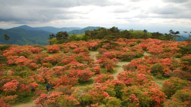 高柴山のツツジ смотреть онлайн
