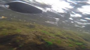 Блесна атом rybachil.ru игра под водой, видео rybachil.ru