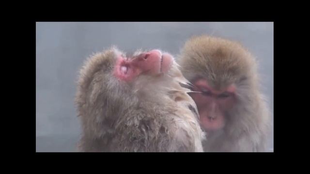 НОВОГОДНЯЯ УСПОКОИТЕЛЬНАЯ. Как не напиться быстро. Как правильно вести себя на корпоративе и гостях смотреть онлайн