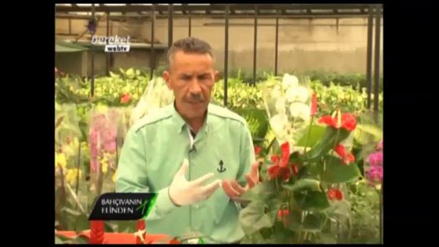 Çiçek Yetiştiriciliği - Flamingo Çiçeği (Anthurium) 1. Bölüm смотреть онлайн