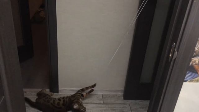 Реакция моего кота на резинку ? ? ?