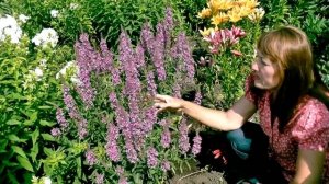 Дербенник. Декоративность и целебные свойства