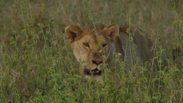 This is TOP 10 of the real lion hunt in Serengeti. (10-9 Places) [African Safari Plus⁺] 192 смотреть онлайн