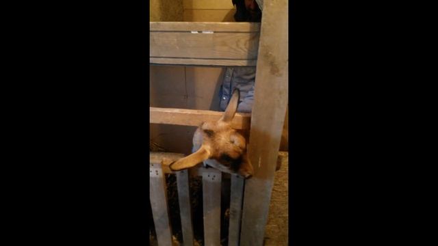 Как сделать ЗИМНИЙ МИНИ КУРЯТНИК!!! смотреть онлайн