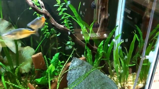 Java Fern: How to plant it or not смотреть онлайн