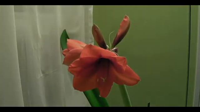 mon amaryllis.avi смотреть онлайн
