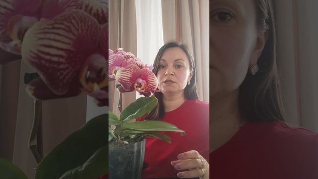 Как выбрать орхидею новичку? смотреть онлайн