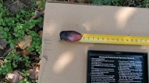 Виноград ГФ Черный коготь (Калугин В. М.)