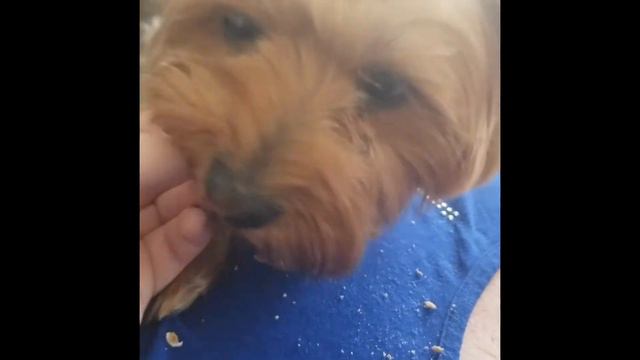 Собачка йорки (yorkie) , США ВЛОГ смотреть онлайн