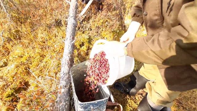 Клюква зреет на болотах – Собирай, кому охота! смотреть онлайн