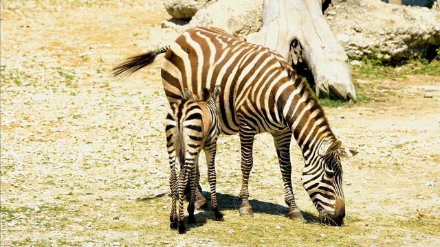 Wild Nature l जंगली प्रकृति l Nice movement of #Lion #Lioness #Zebra #Elephant #Jungle #wildlife смотреть онлайн
