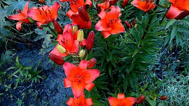 Лилии смотреть онлайн