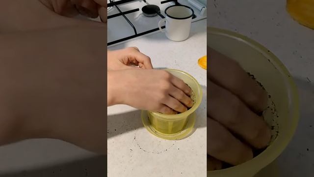Как посадить манго часть 1 смотреть онлайн