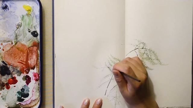 Asparagus Setaceus (Asparagus Lace Fern) Plant Study