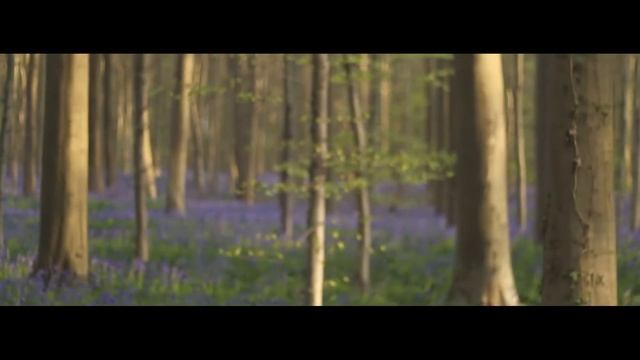 Hallerbos – The Blue forest in Belgium. смотреть онлайн